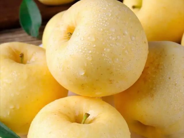富士产能过剩栽种维纳斯黄金苹果苗另辟捷径！