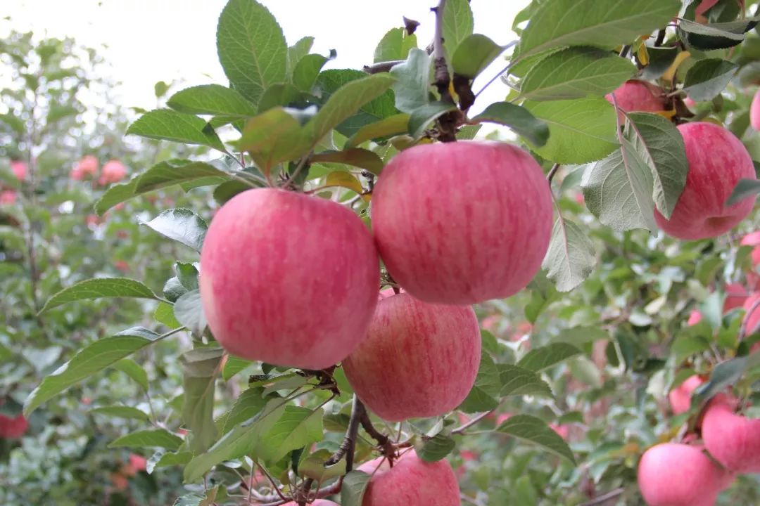 红富士采收在即！如何让苹果从70果长到80果，再长到90果！这有诀窍！(图1)