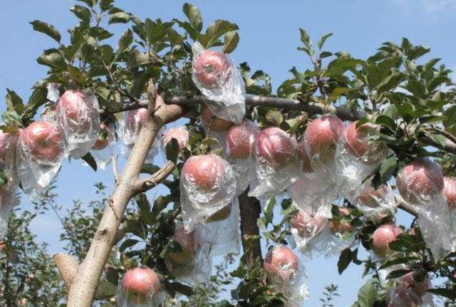 苹果种植：如何确定苹果的采收期，又怎样在品质最好的时候采收
