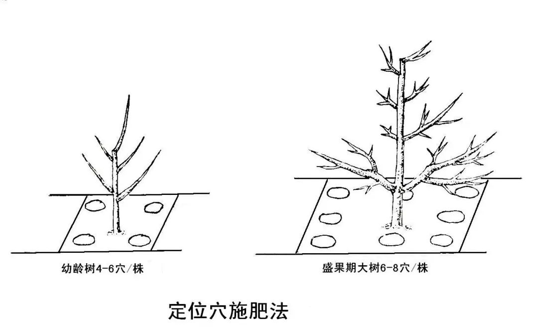 苹果树9月如何管理？(图11)