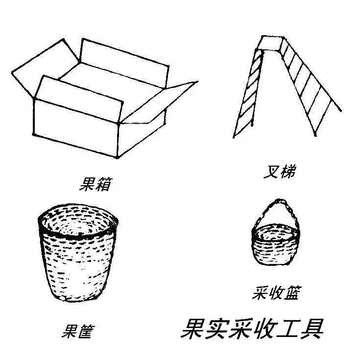 苹果树9月如何管理？(图9)