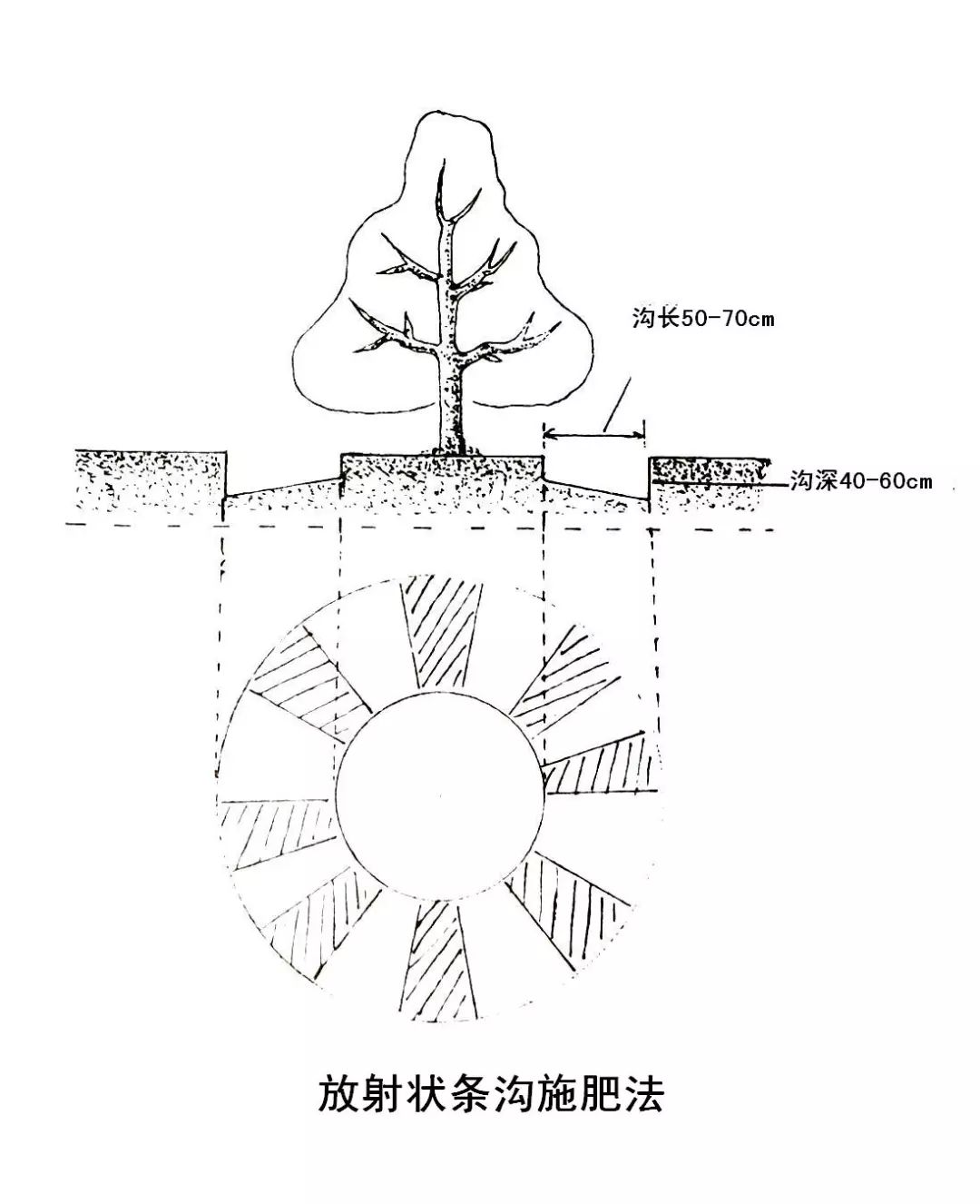 苹果树9月如何管理？(图10)