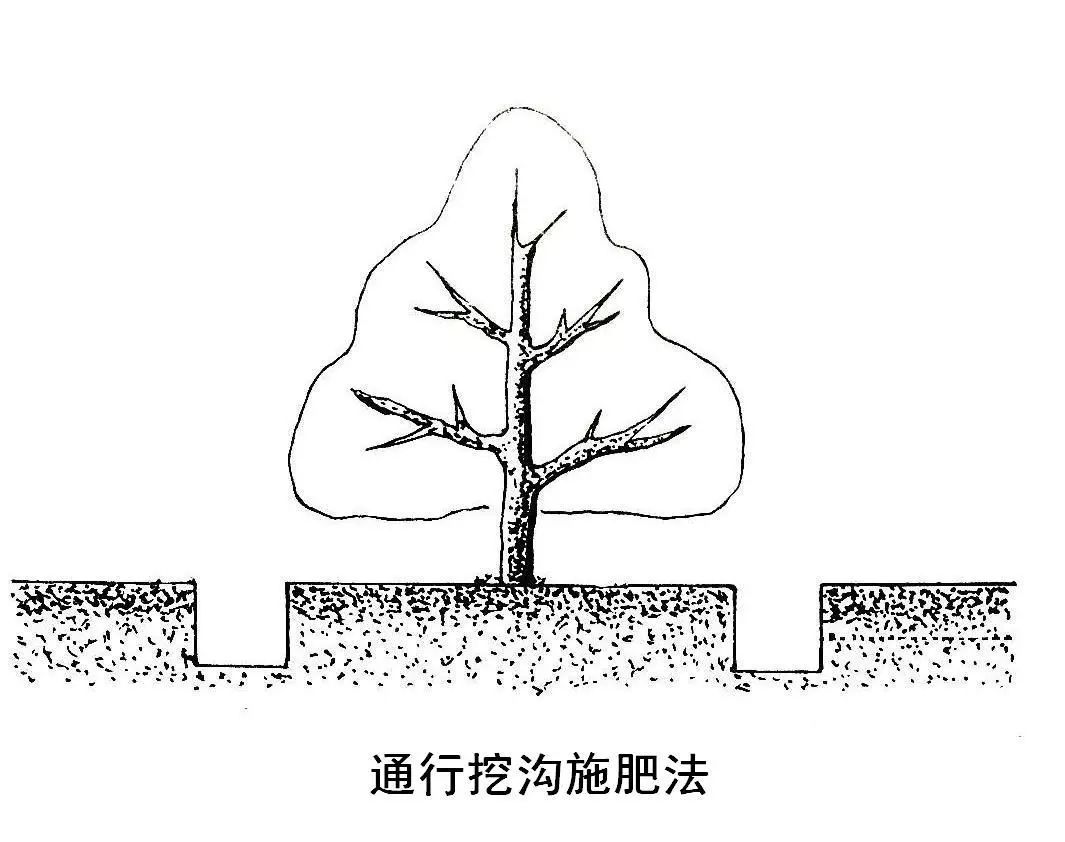 苹果树9月如何管理？(图12)