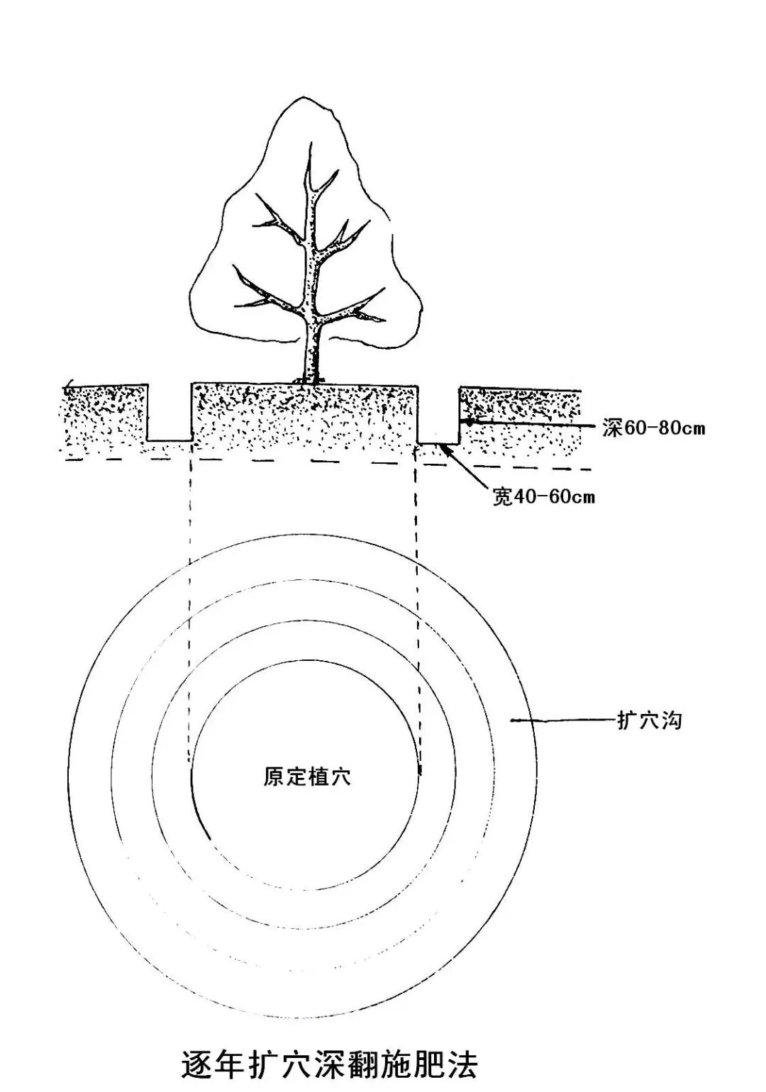 苹果树9月如何管理？(图13)