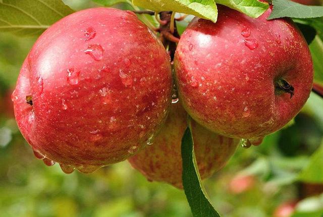 全方位的健康水果——苹果(图4)