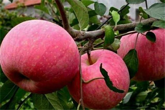 苹果种植，提高苹果商品品质的七大技术要点