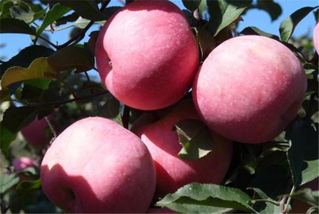 苹果种植，提高苹果商品品质的七大技术要点
